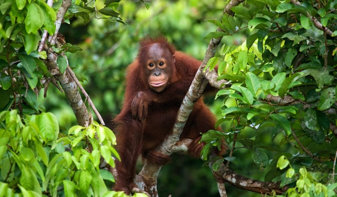 Orangutans in Borneo