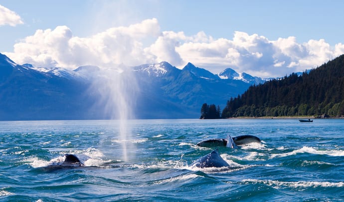 Humpback whales in Alaska