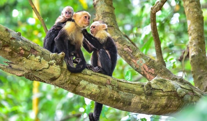 Manuel Antonio National Park, Capuchin Monkeys