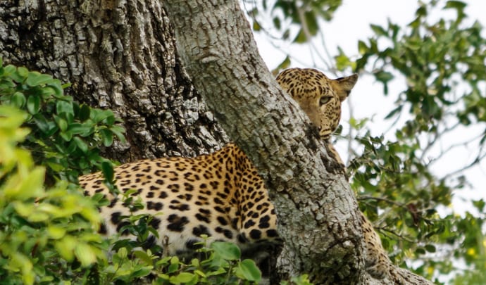 Leopard in Yala National Park
