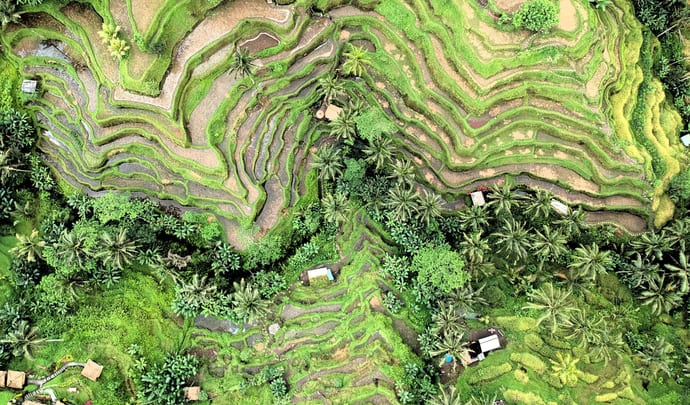 Rice fields in Ubud