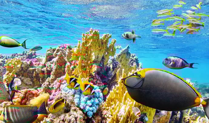 Tropical fish in the Great Barrier Reef