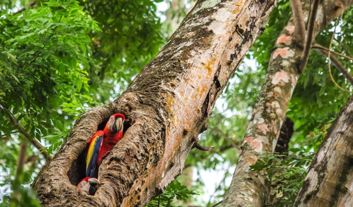 Costa Rica wildlife