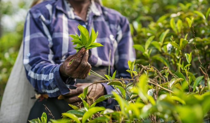 Tea fields in Sri Lanka