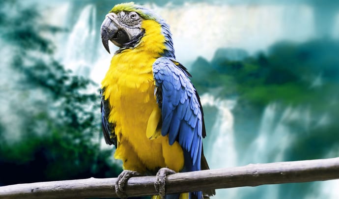 Macaw in Brazil