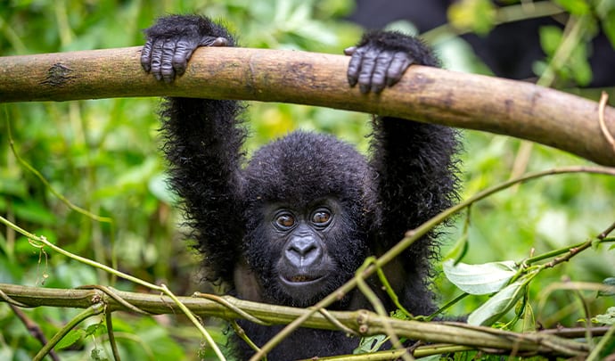 Where to go on holiday: Rwanda