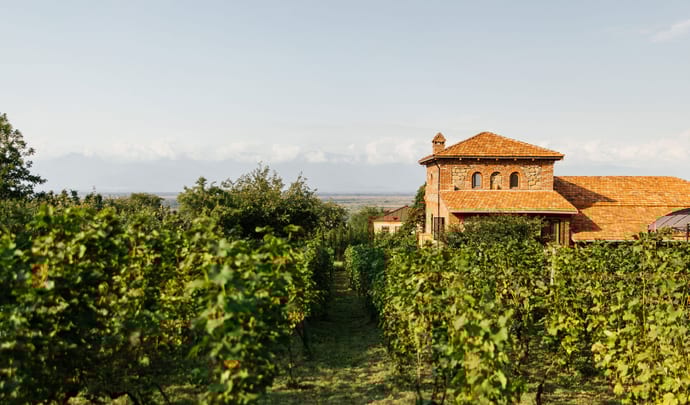 Chateau Svanidze Vineyards