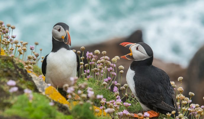 Puffins in Iceland