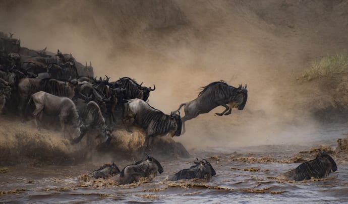 Great MWildebeest migration, Kenya