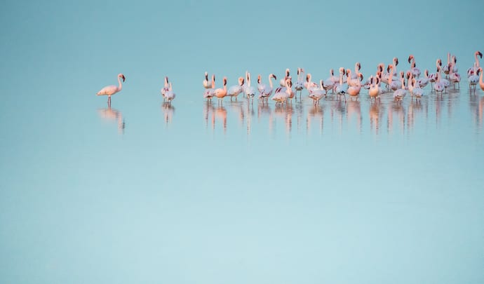 Flamingos and their reflections in Sub Saharan Africa