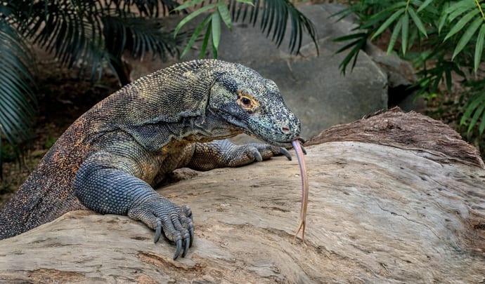 Komodo dragon with tongue out on log in South East Asia