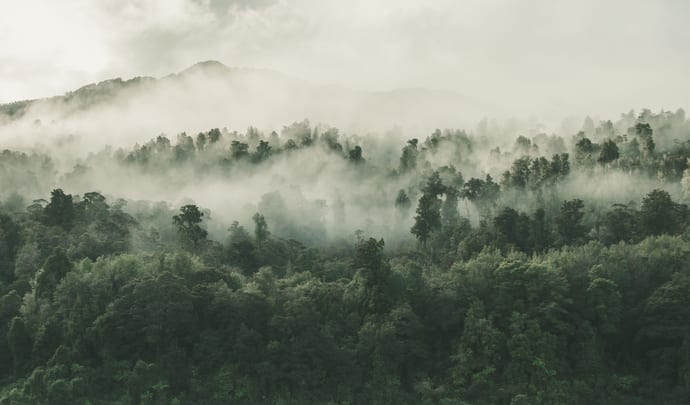Fog over a rainforest in New Zealand, Australasia and Oceania