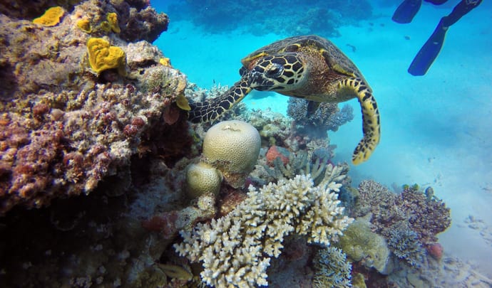 Turtle searches corals on the Great Barrier Reef
