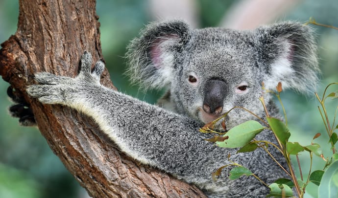 Koala on eucalyptus tree in Australia