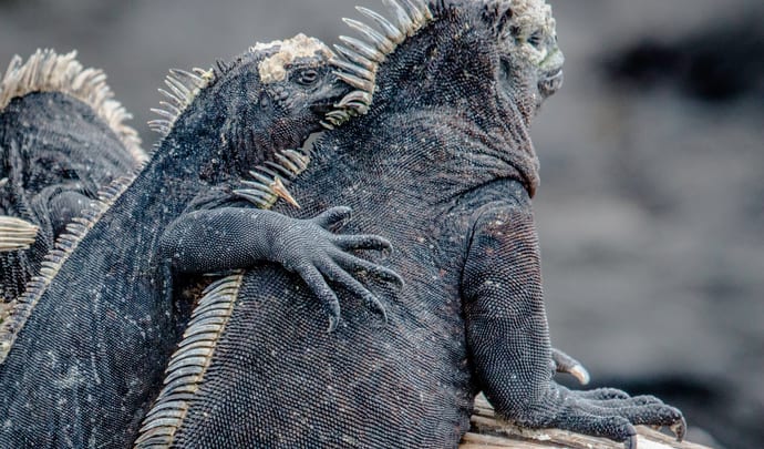 Two iguanas on the Galapagos, Ecuador