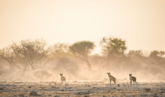Hyenas in Tanzania
