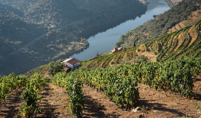 Vineyards in Douro Valley, Portugal