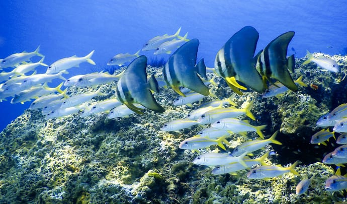 Diving among tropical fish in Phuket, Thailand