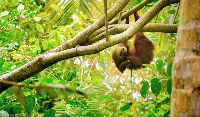 Sloth hanging from a tree branch in Costa Rica