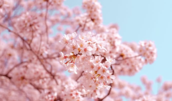 Cherry blossom in Japan