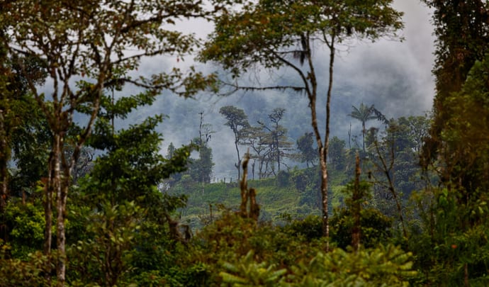 Amazon rainforest, Ecuador