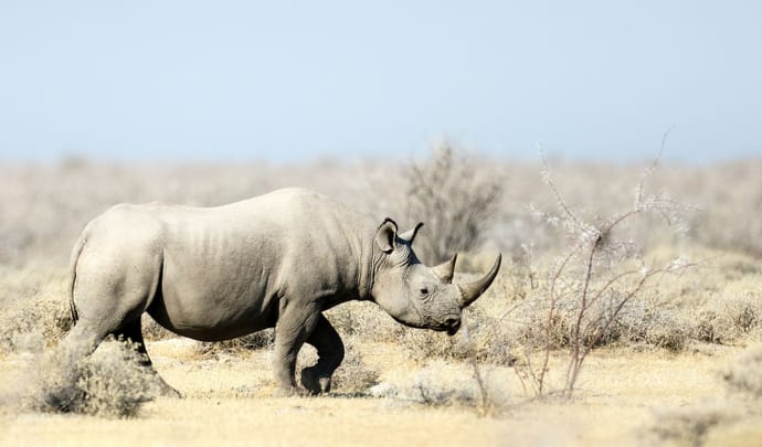 Rhino on safari in Kenya