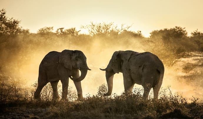 Elephants preparing to fight in South Africa