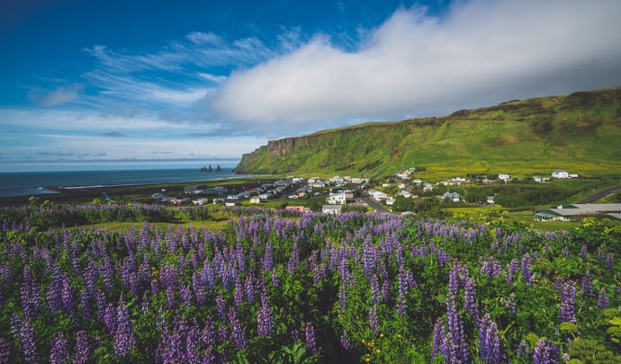 Summer in Iceland with lavender fields