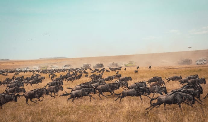 Wildebeest stampede in Kenya
