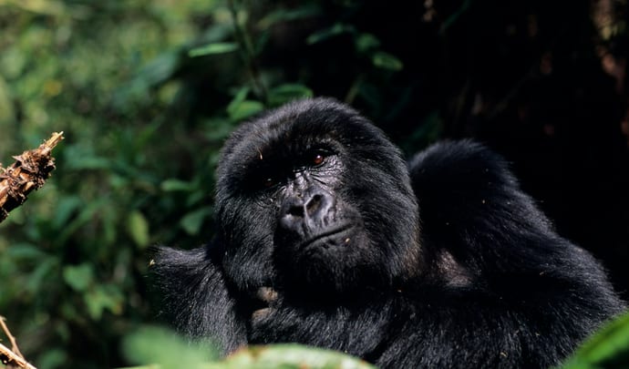 Gorillas in Volcanoes National Park