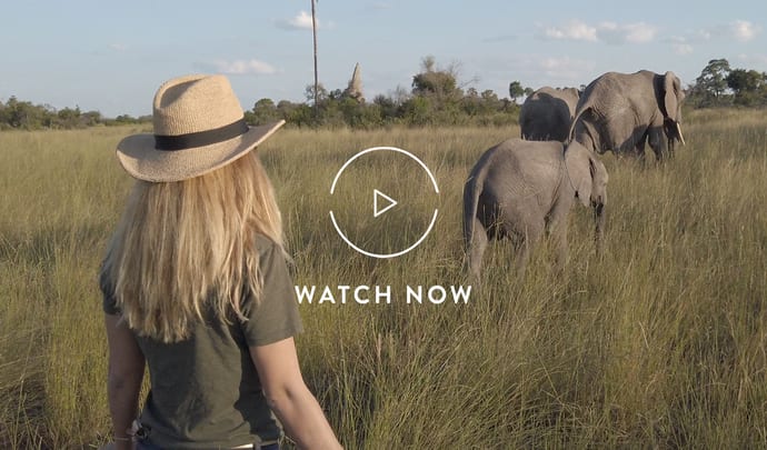 Walking with elephants in Botswana