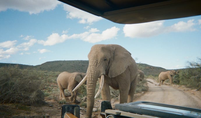 South Africa big five