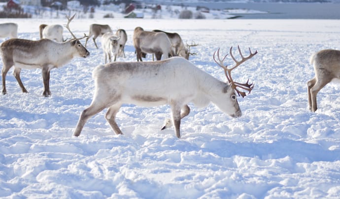 reindeers in norway