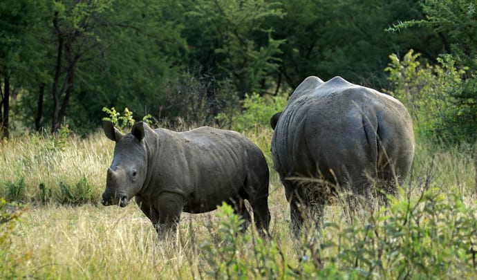 rhino in zimbabwe