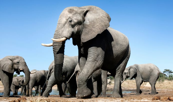 African elephants by the waterhole in Kenya