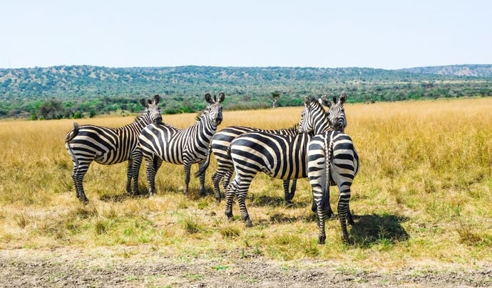 Zebra in Akagera National Park, Rwanda