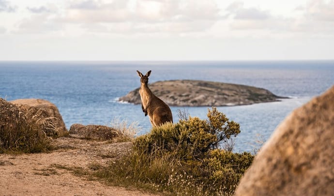 Kangaroo on the coast at Victor Harbor
