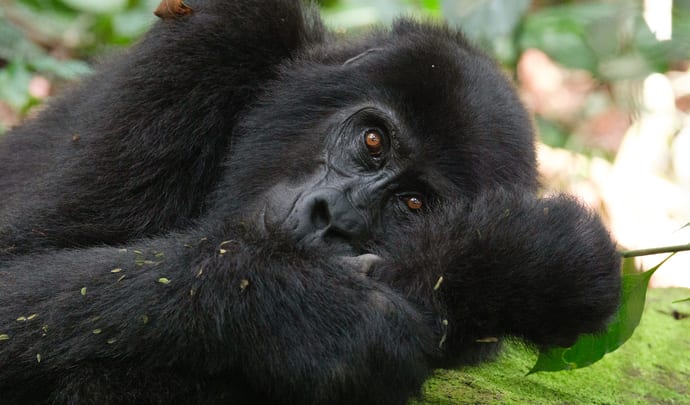 Gorilla in Bwindi, Uganda