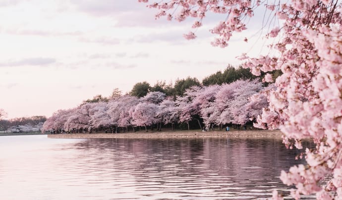 Cherry blossom in Washington DC, USA