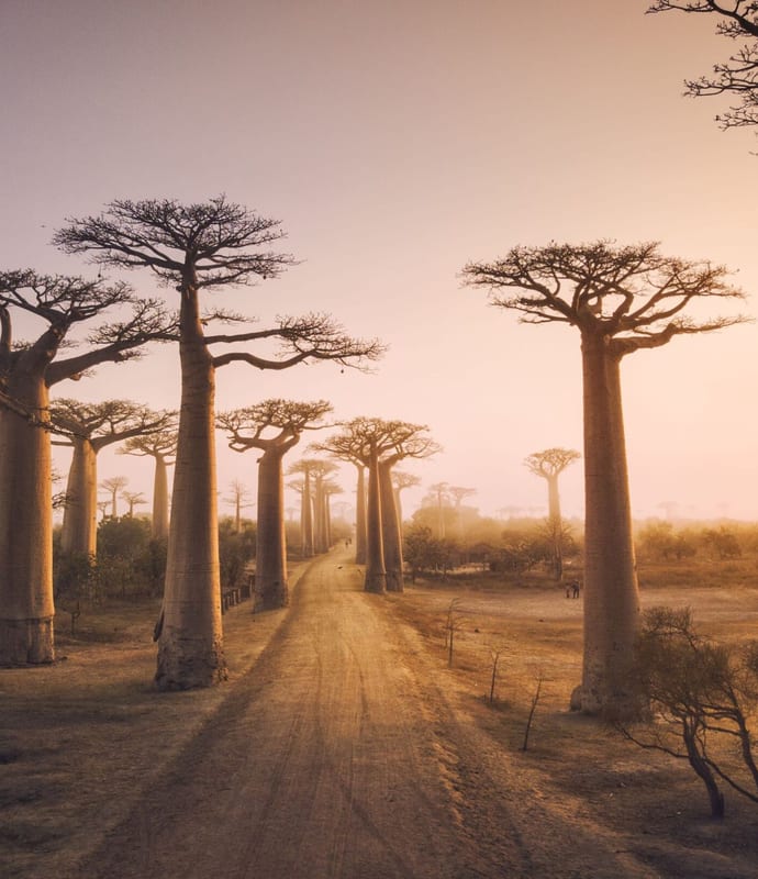 baobab trees in Madagascar
