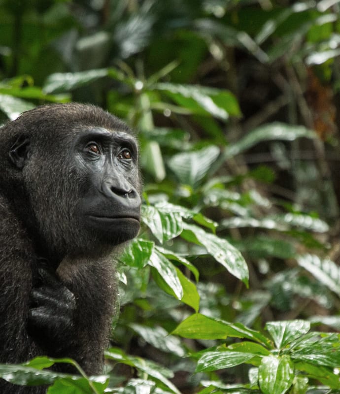 Lowland Gorilla in Congo
