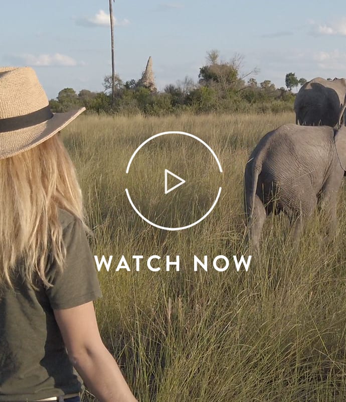 Walking with elephants in Botswana