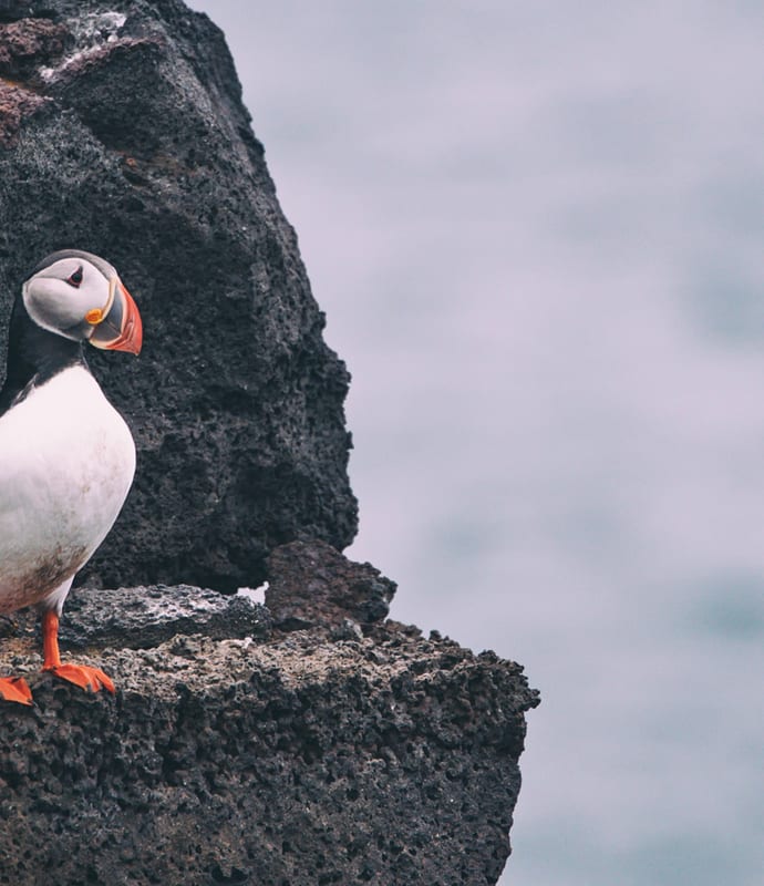 Puffins in Vestmannaeyjar, Westman Islands