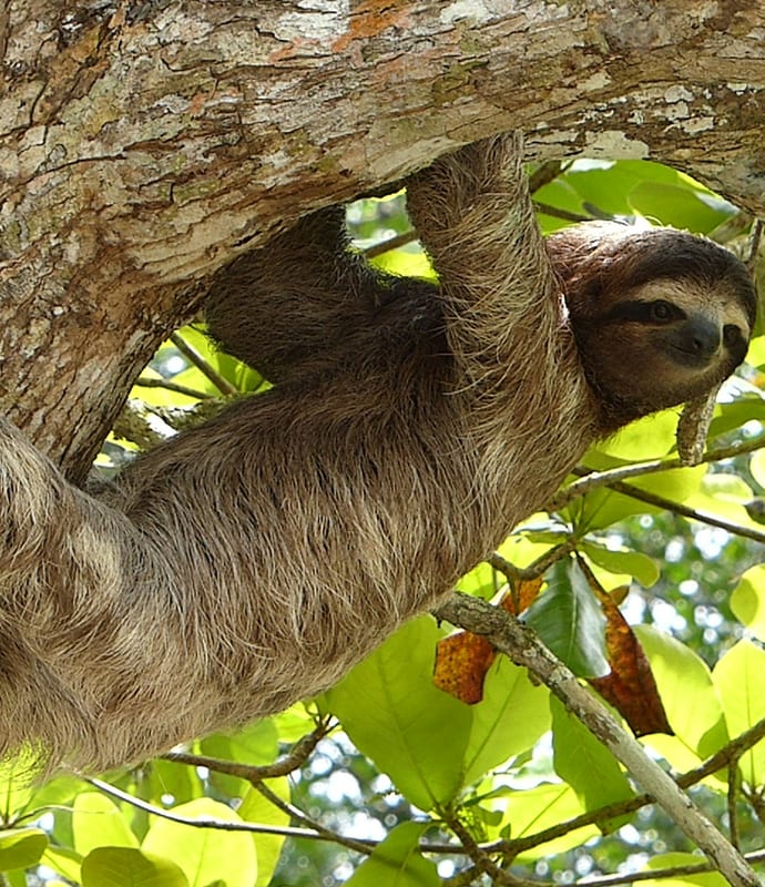 Three toed sloth in Colombia