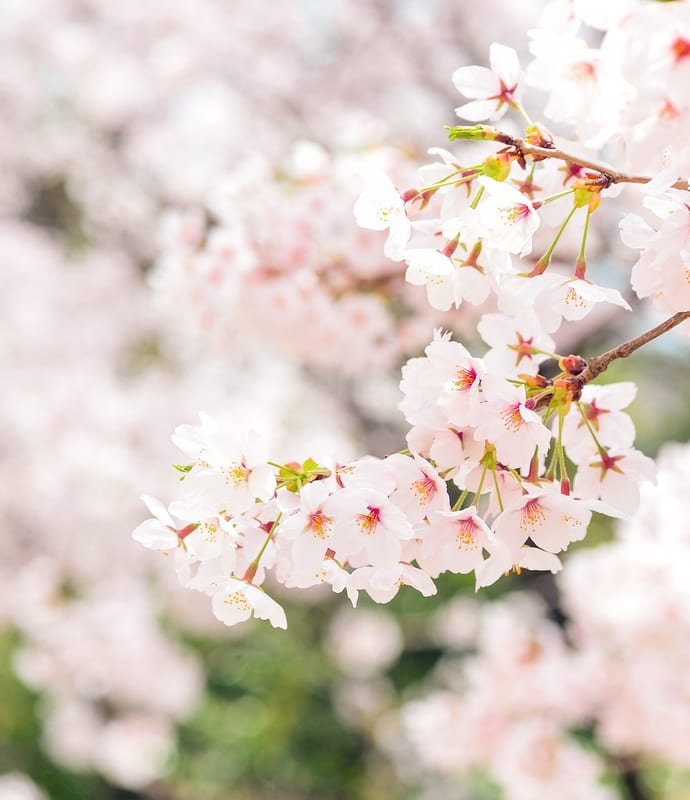 japan blossom