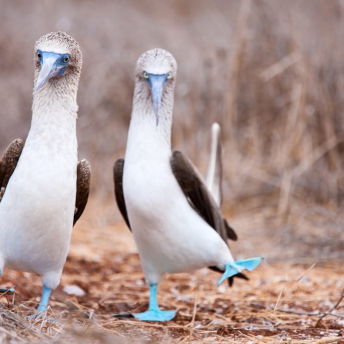 Galápagos Islands