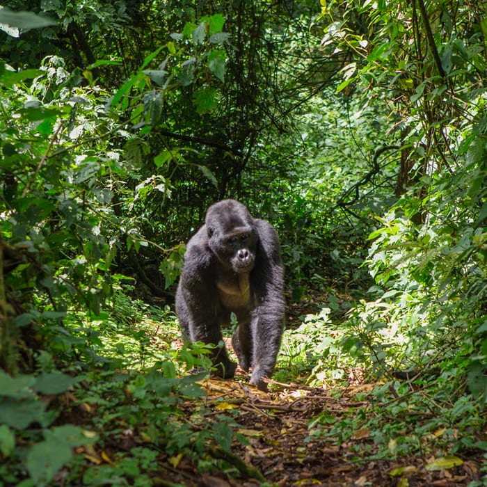 Uganda