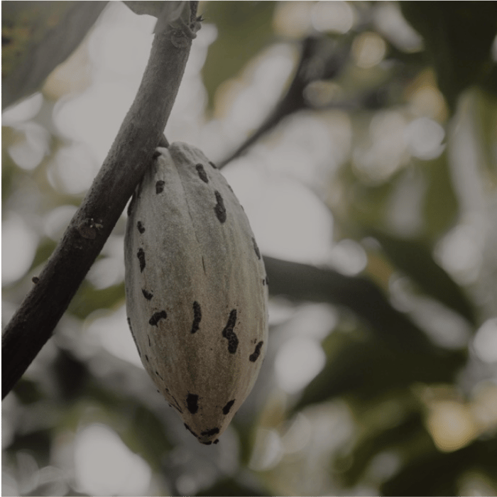 Costa Rica, One Week to Wander, Black Tomato, Luxury Travel