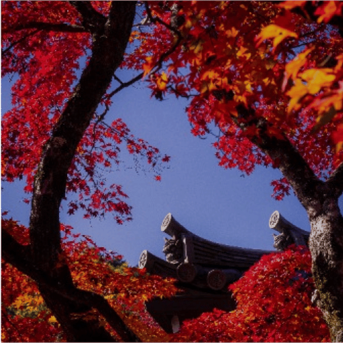 Japan, One Week to Wander, Black Tomato, Luxury Travel