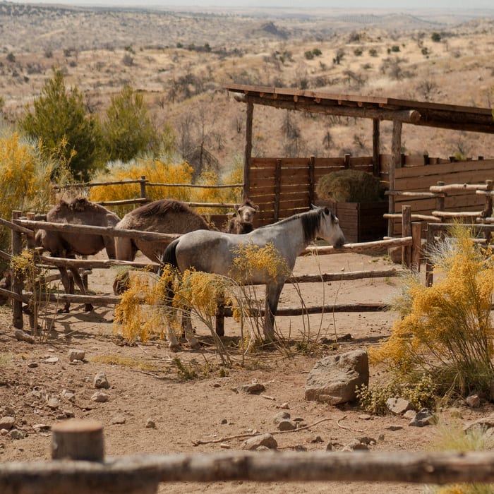 New Mexico ranch